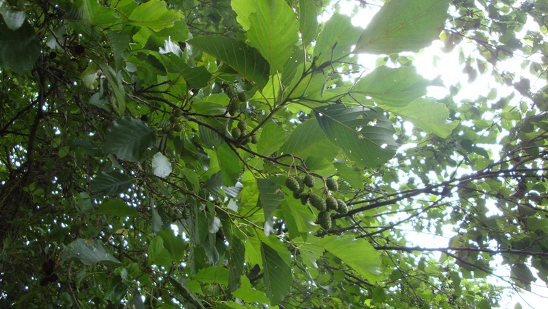 Image of Alnus barbata specimen.