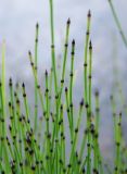 Equisetum variegatum