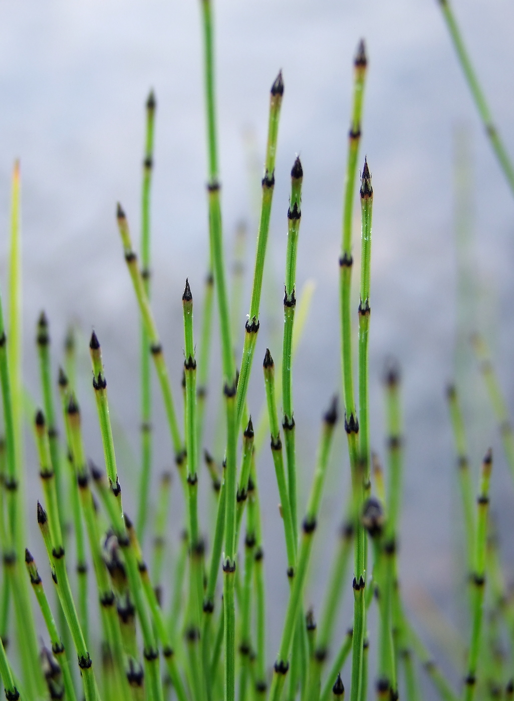 Изображение особи Equisetum variegatum.