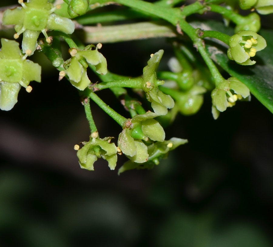 Image of genus Elaeodendron specimen.