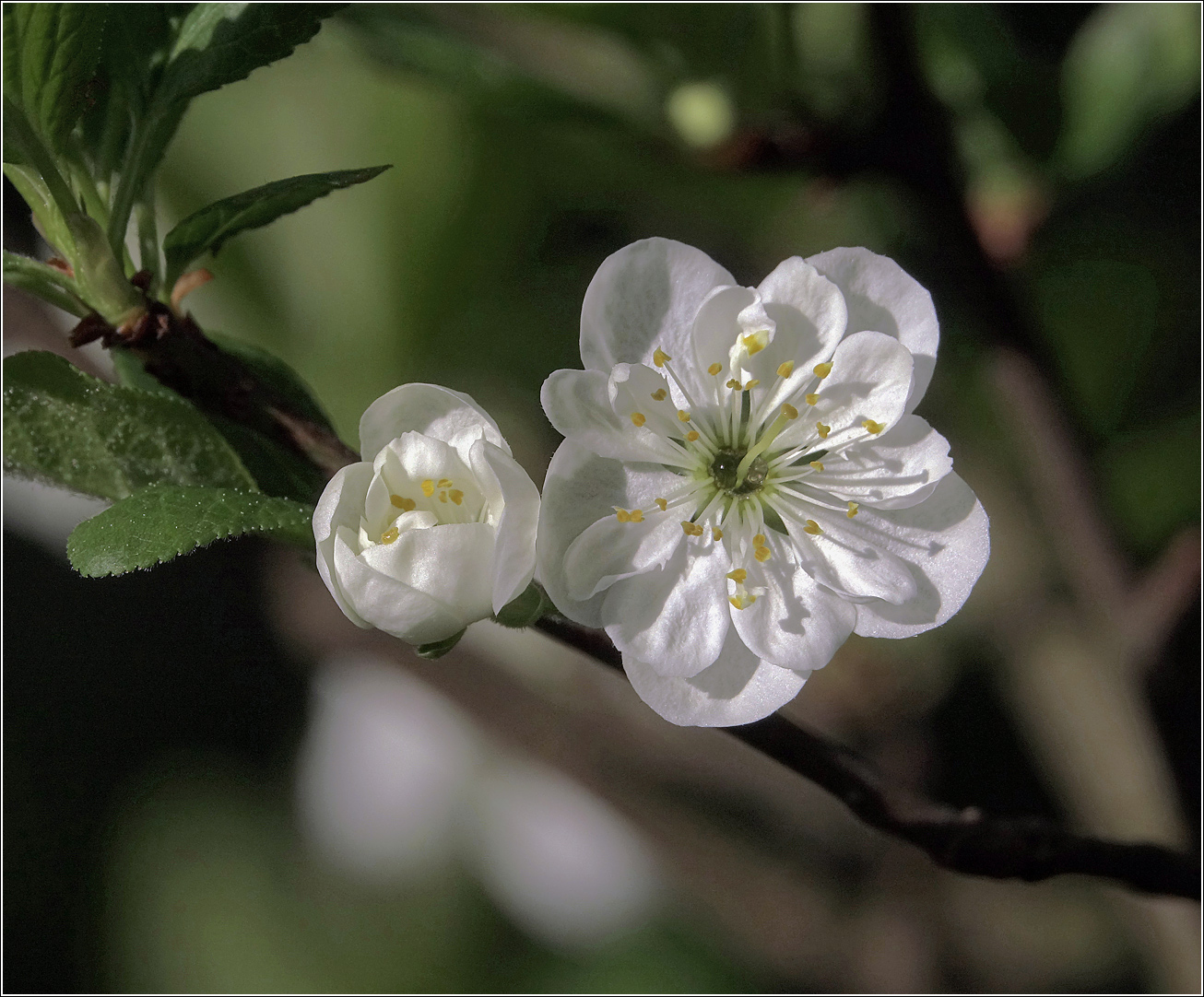 Изображение особи Prunus domestica.