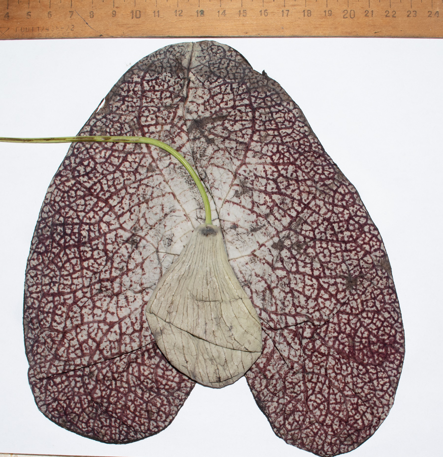 Image of Aristolochia gigantea specimen.