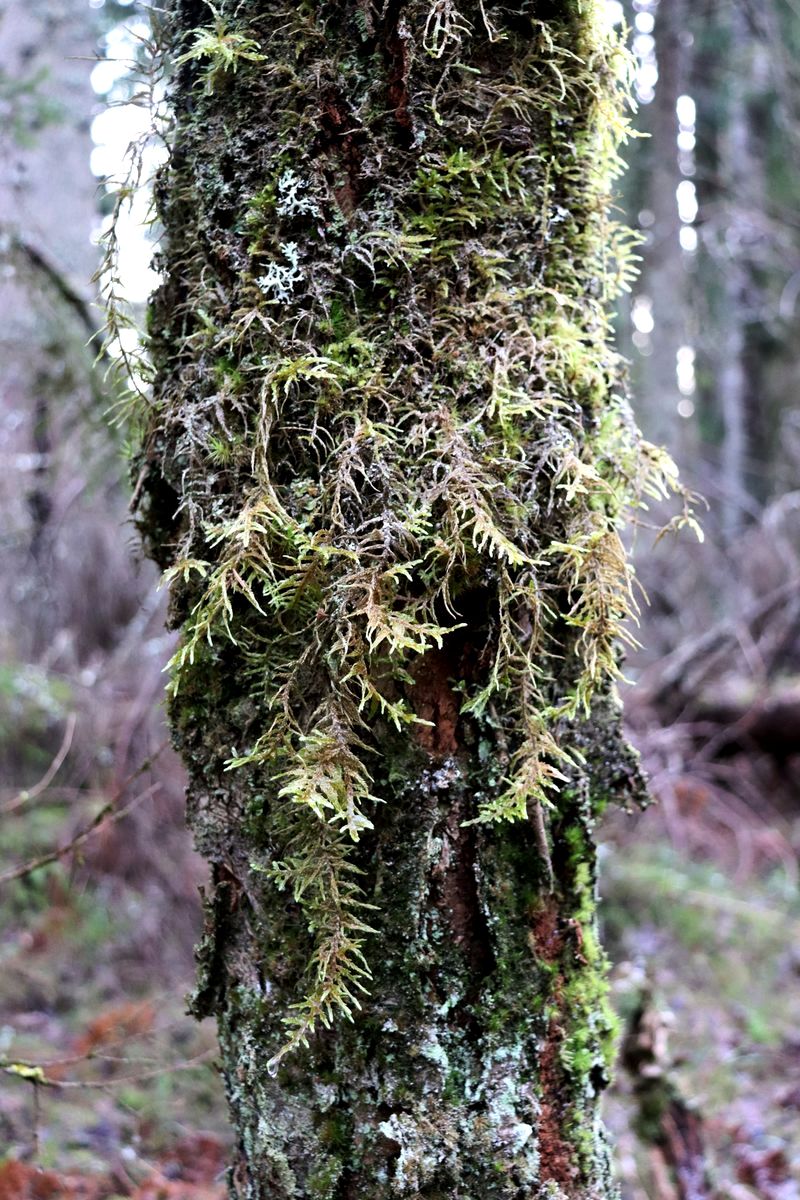 Image of Pleurozium schreberi specimen.