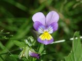 Viola tricolor. Цветок. Иркутская обл., Иркутский р-н, с. Пивовариха, сосновый бор, обочина тропы. 21.07.2013.
