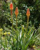 Kniphofia uvaria