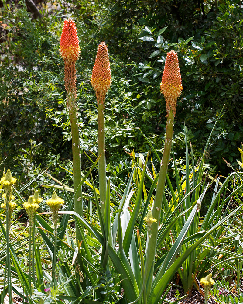 Изображение особи Kniphofia uvaria.