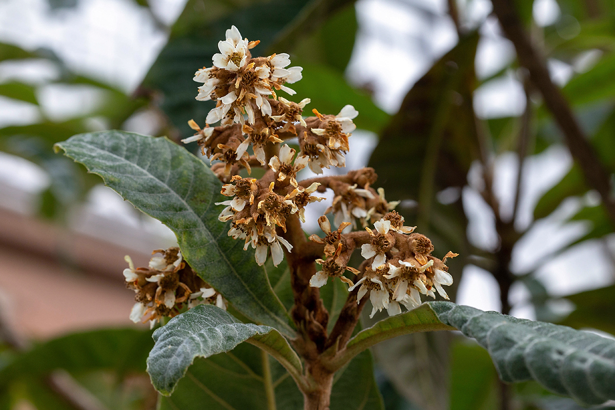 Image of Eriobotrya japonica specimen.