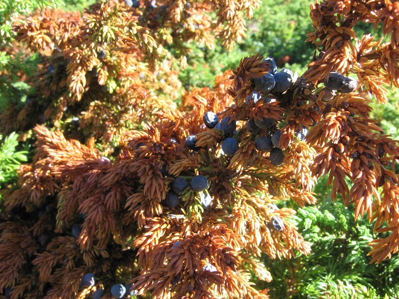 Image of Juniperus sibirica specimen.