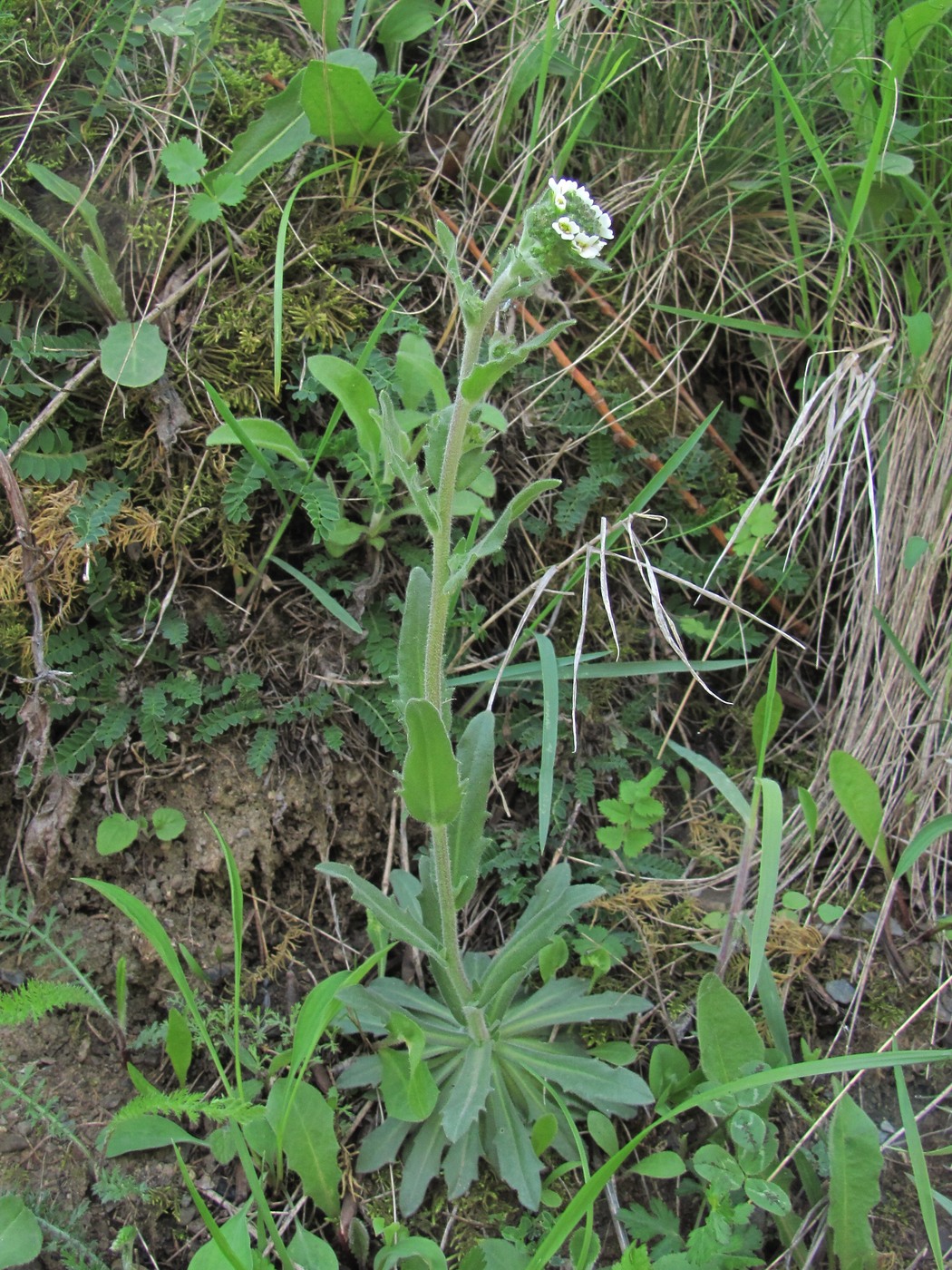 Image of familia Brassicaceae specimen.