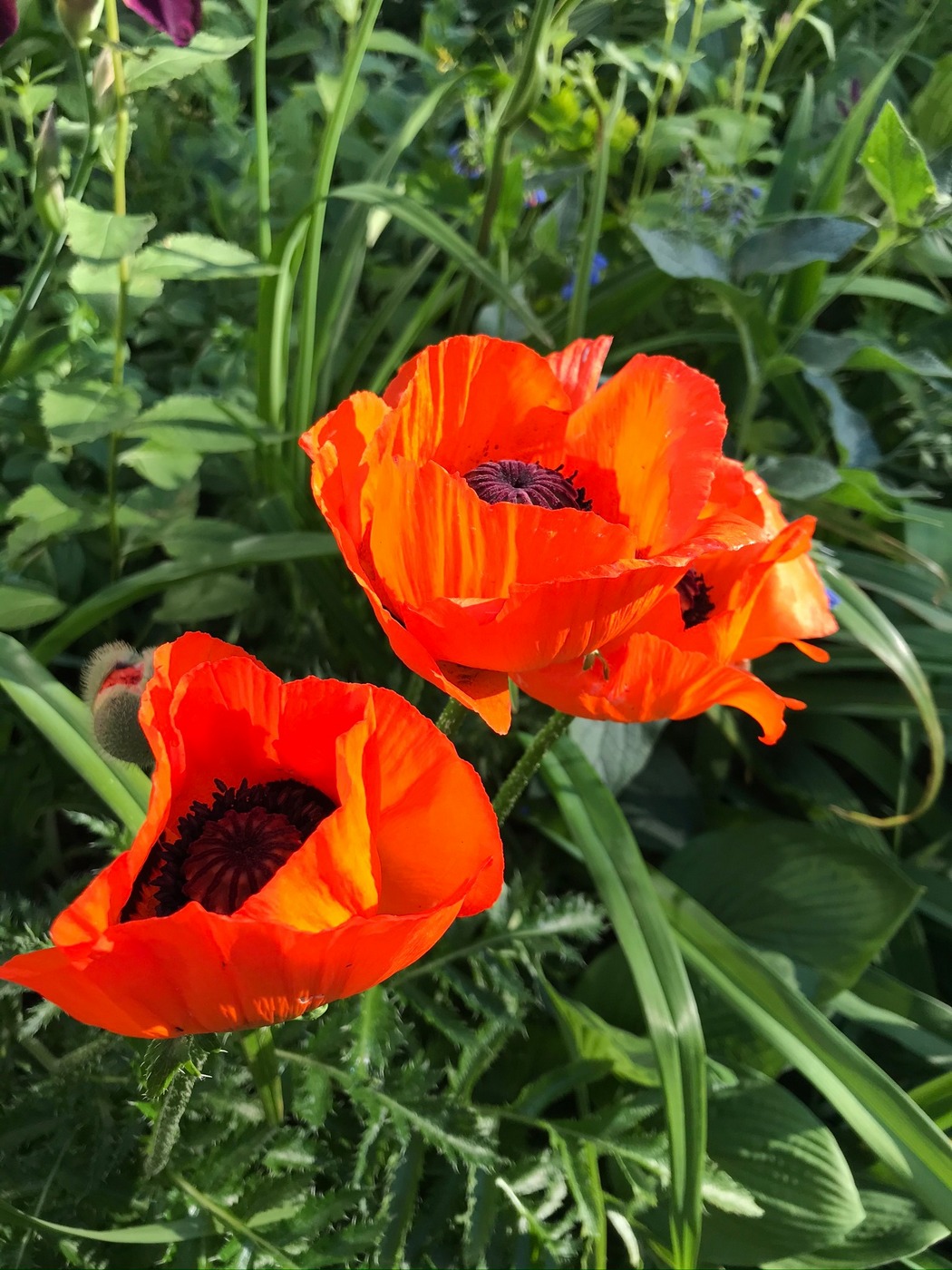 Image of Papaver setiferum specimen.