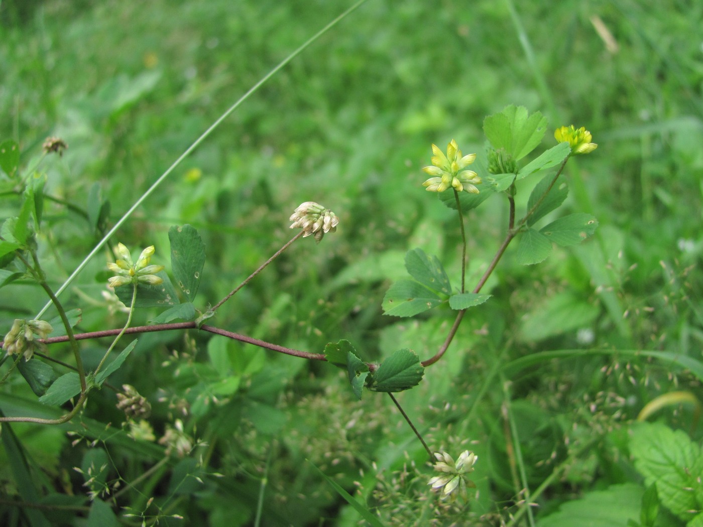 Изображение особи Trifolium dubium.