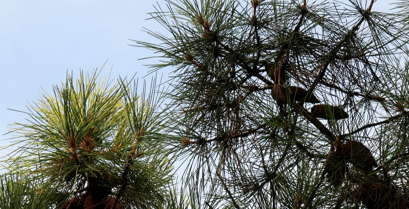 Image of Pinus strobus specimen.