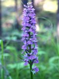 Dactylorhiza maculata