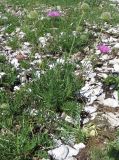 Knautia adriatica