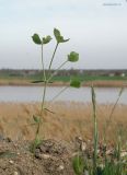 Euphorbia leptocaula. Цветущее растение. Краснодарский край, сухой южный склон над р. Ея у станицы Шкуринская. 17.04.2022.