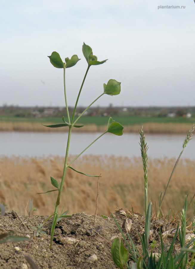 Изображение особи Euphorbia leptocaula.