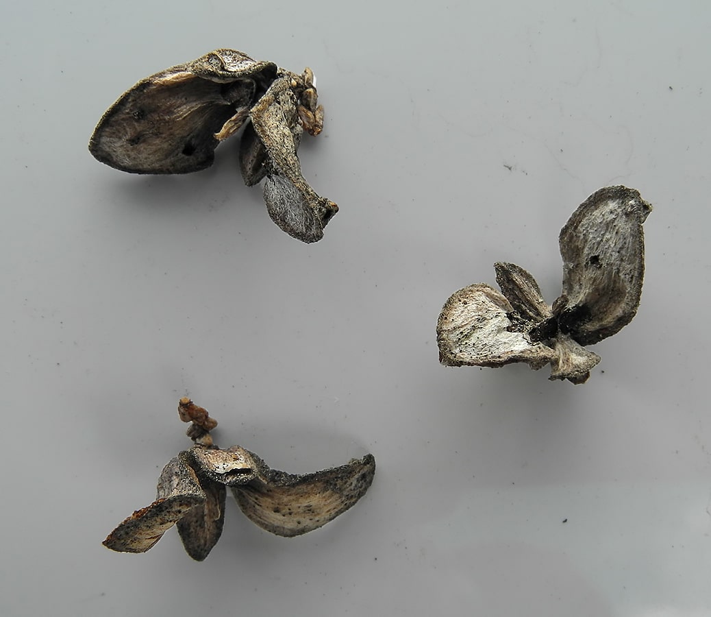 Image of Austrocedrus chilensis specimen.