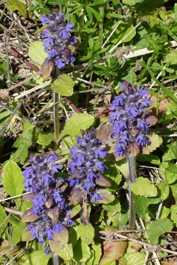 Image of Ajuga reptans specimen.