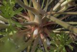 Geranium dissectum