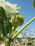 Abutilon theophrasti