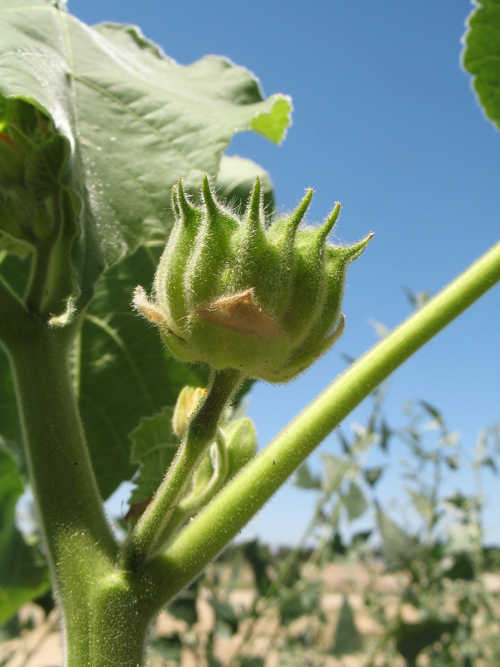 Изображение особи Abutilon theophrasti.