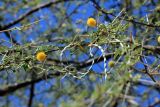 семейство Fabaceae. Ветвь с соцветиями и плодами. Эфиопия, провинция Афар, аураджа Западное Харерге, национальный парк \"Майл Сердо\". 21.12.2014.