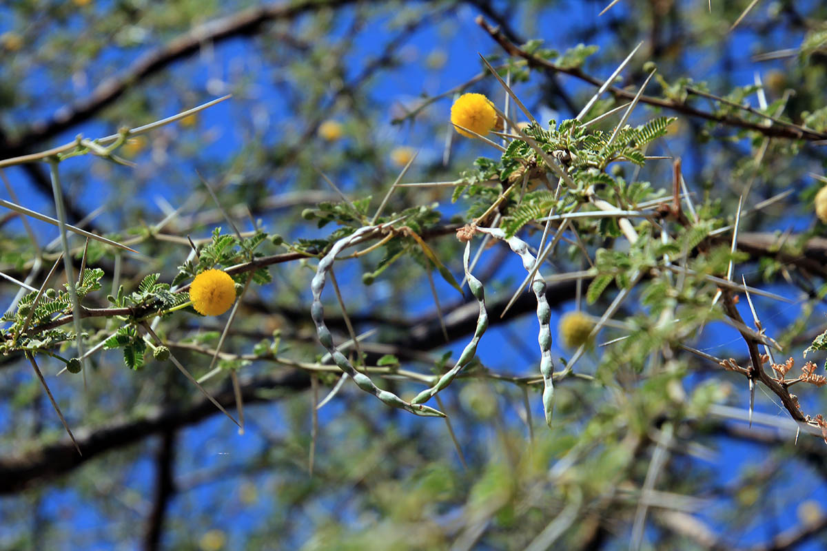 Изображение особи семейство Fabaceae.