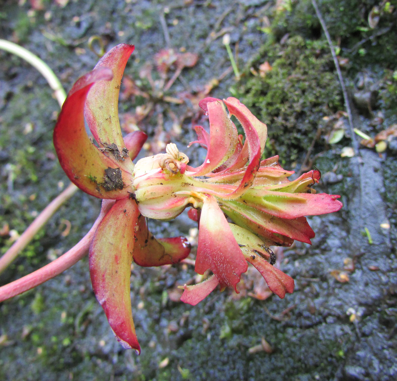 Изображение особи род Sarracenia.
