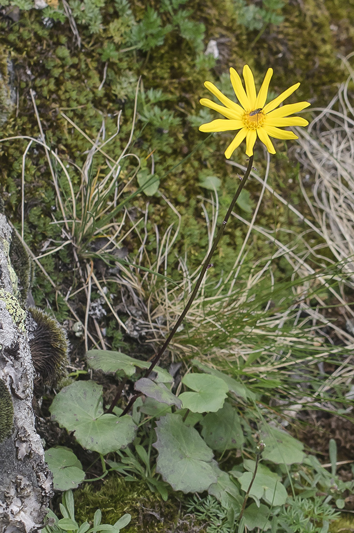 Изображение особи Dolichorrhiza correvoniana.