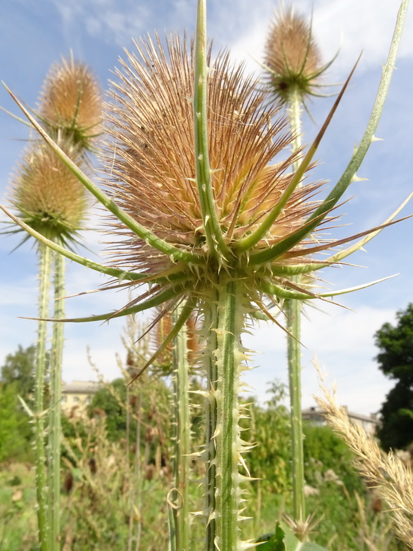 Изображение особи Dipsacus fullonum.