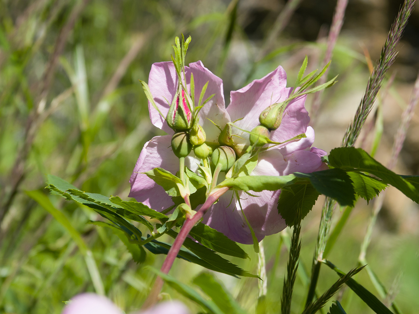 Изображение особи Rosa canina.