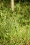 Carex nigra