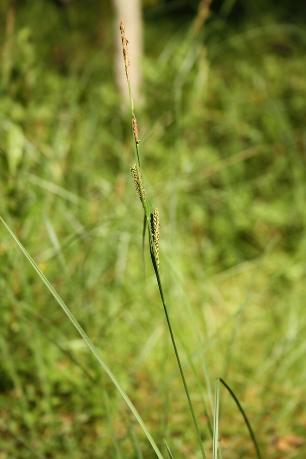 Изображение особи Carex nigra.