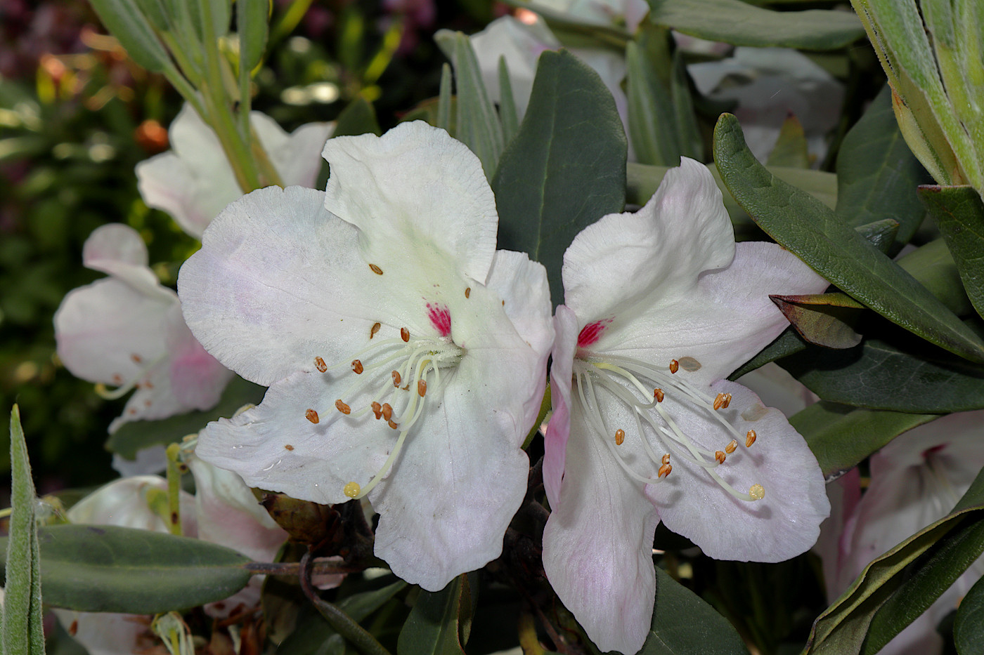 Image of Rhododendron wardii specimen.
