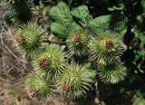 Arctium lappa