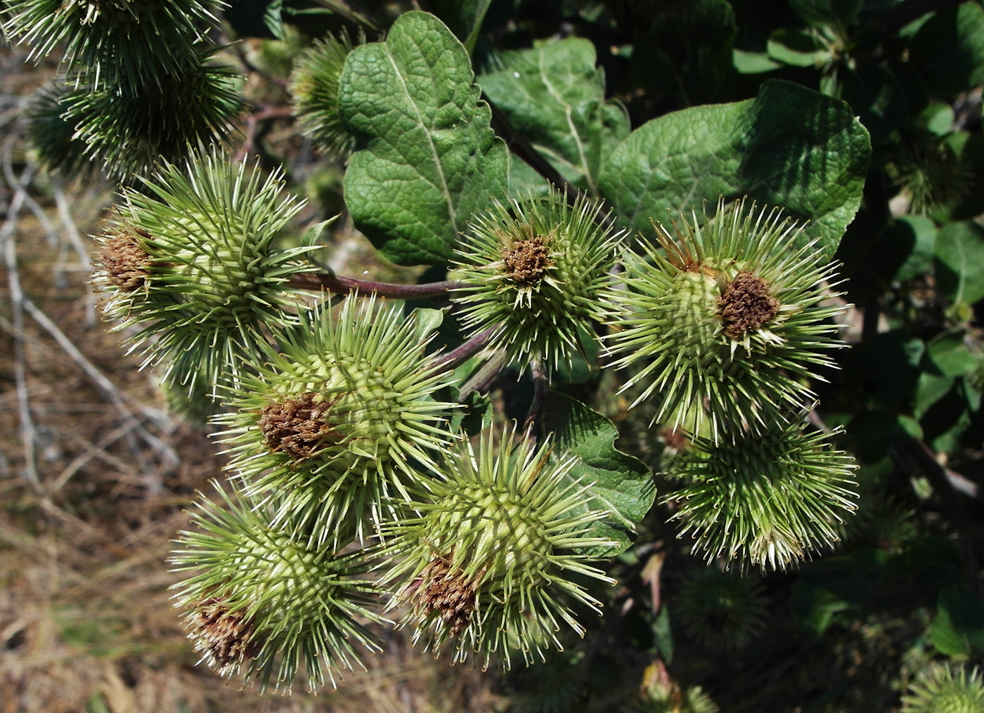 Image of Arctium lappa specimen.