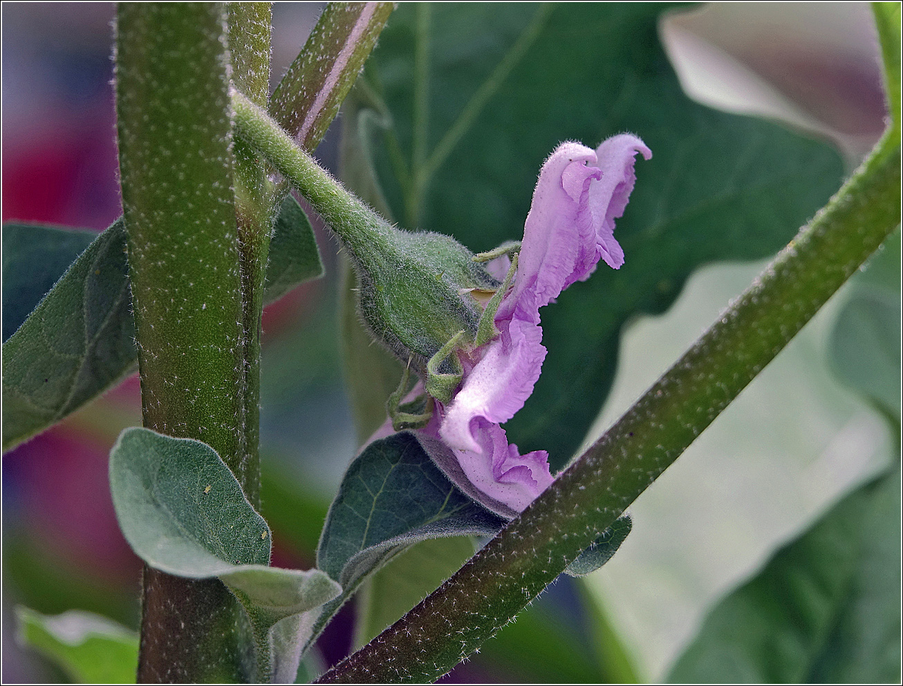 Image of Solanum melongena specimen.