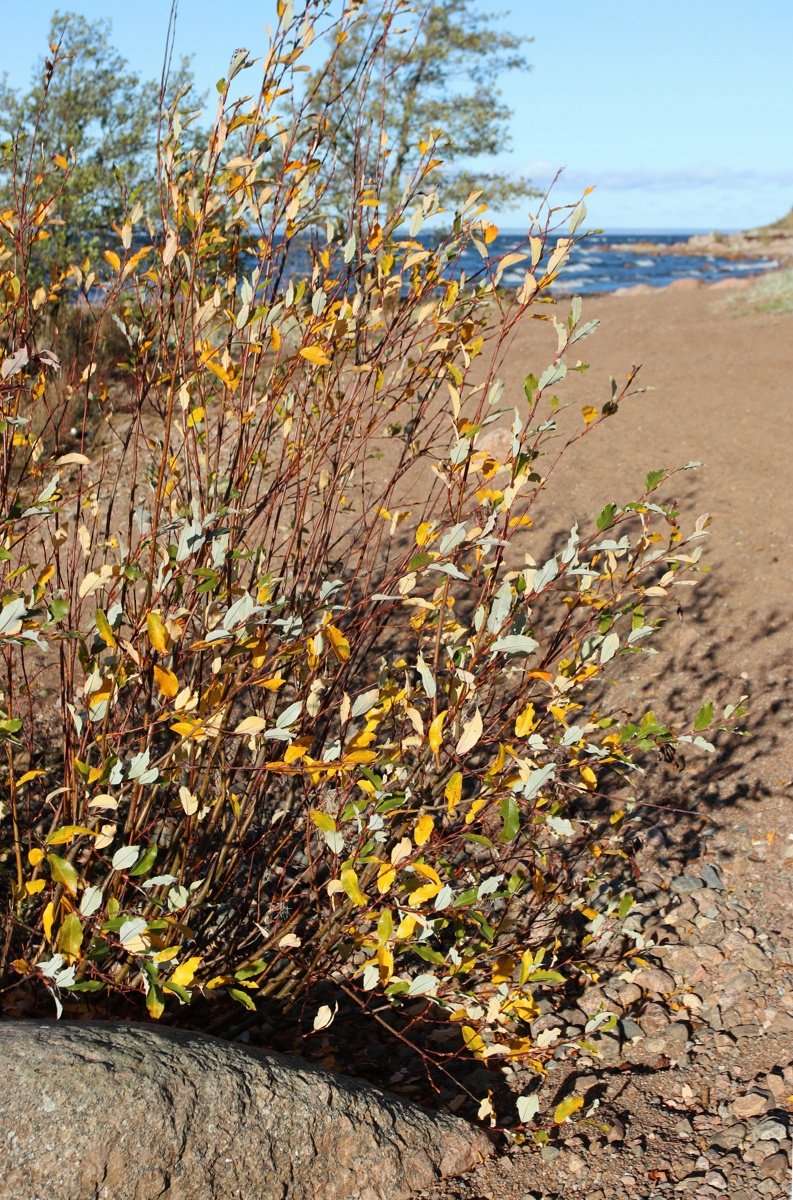 Изображение особи Salix phylicifolia.