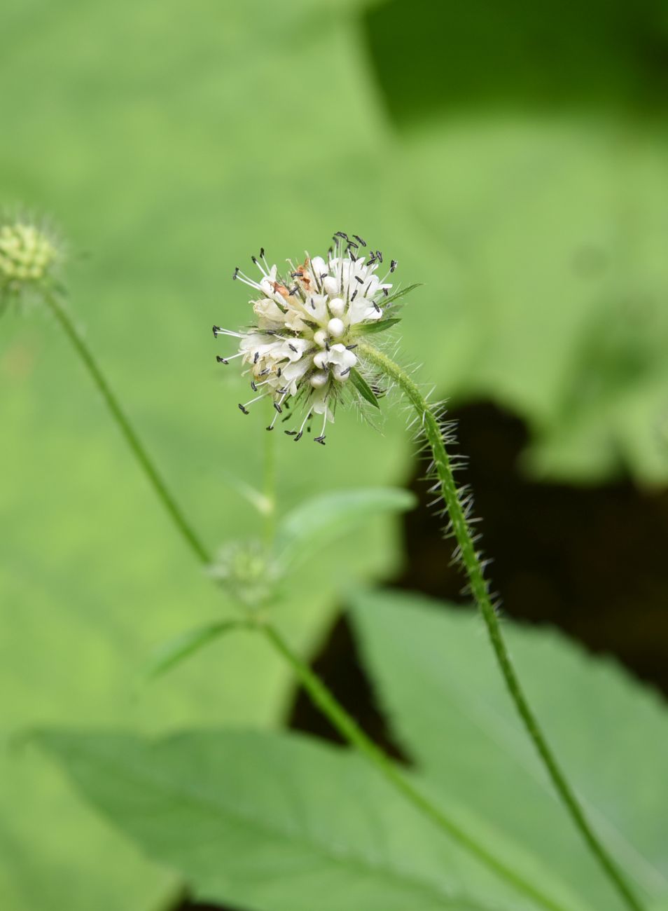 Image of Dipsacus pilosus specimen.