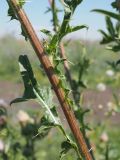 род Cirsium. Основание листа, низбегающе на стебель. Ульяновская обл, Мелекесский р-н, окр. с. Моисеевка, долина р. Мал. Авраль, надпойменная терраса, солонцеватый луг на границе с полем. 23.07.2022.