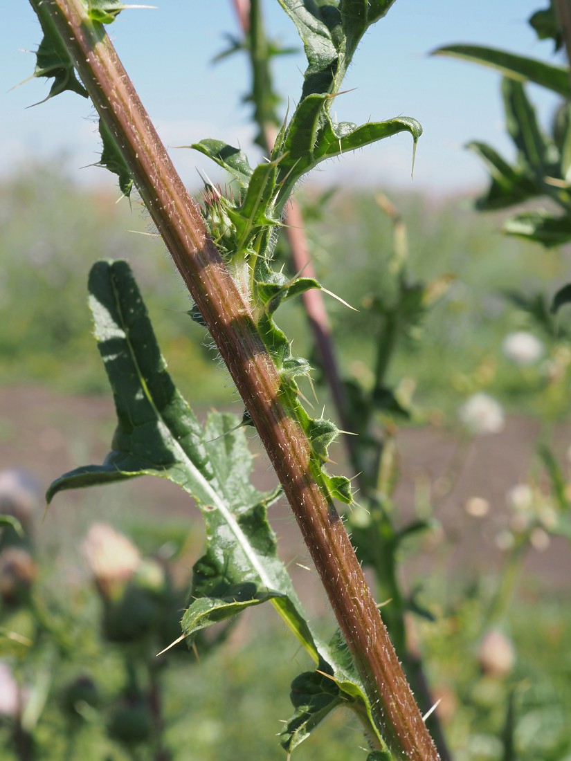 Изображение особи род Cirsium.