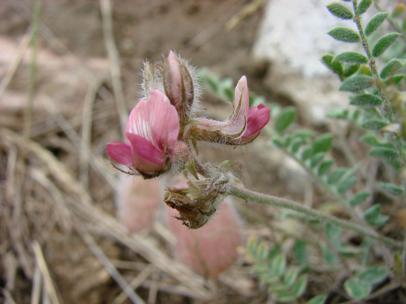 Image of Oxytropis submutica specimen.