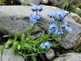 Myosotis asiatica