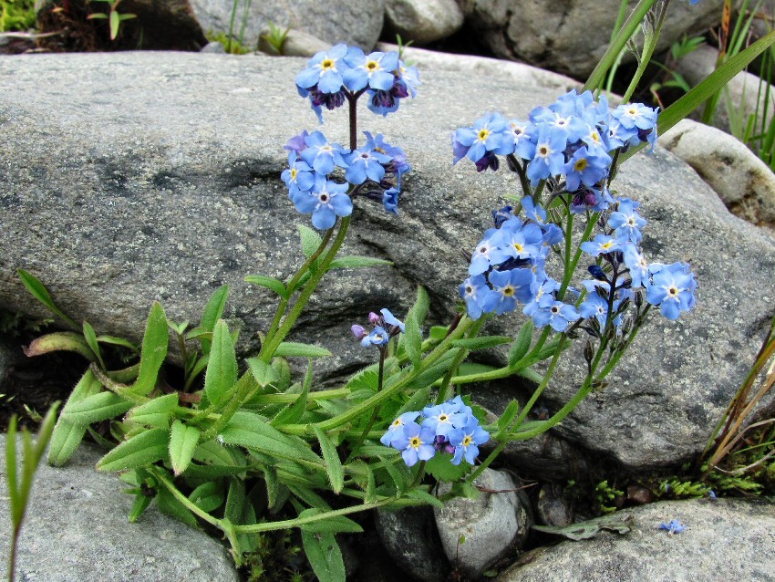 Изображение особи Myosotis asiatica.