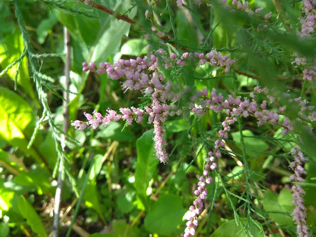 Image of Tamarix ramosissima specimen.