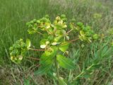 Euphorbia palustris