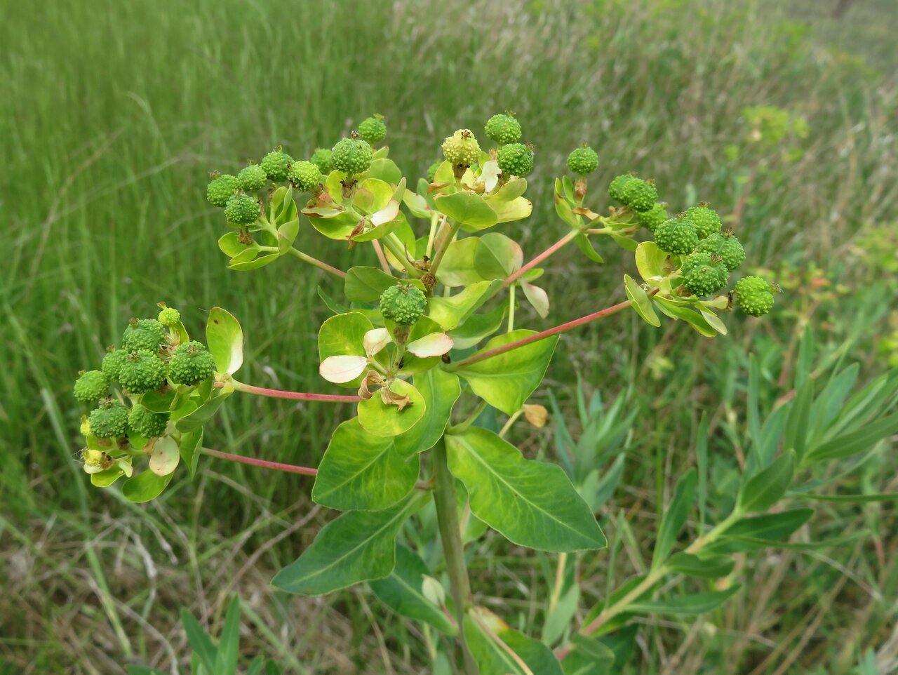 Image of Euphorbia palustris specimen.