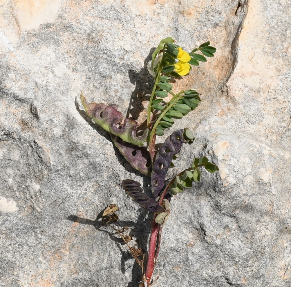 Изображение особи род Hippocrepis.