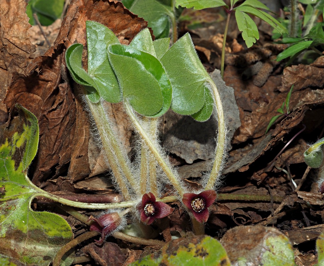 Image of Asarum europaeum specimen.