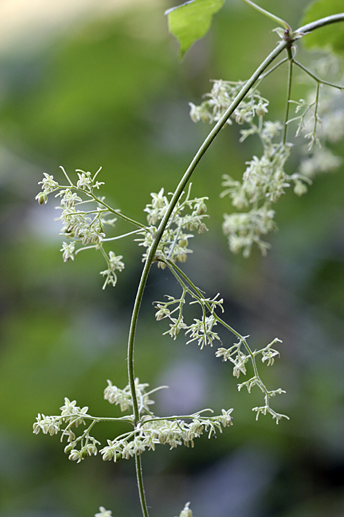 Image of Humulus lupulus specimen.